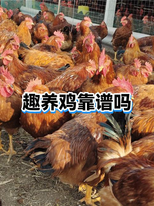 趣养鸡赚钱是真的吗缩略图