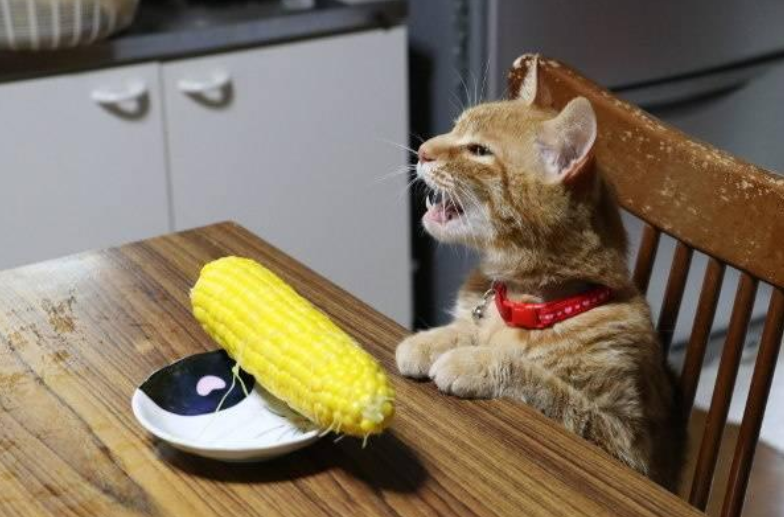 猫可以吃玉米吗图标