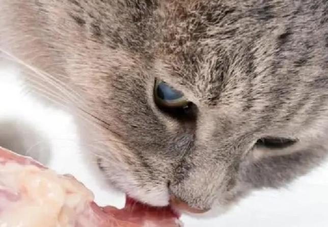 猫吃鸡骨头死的前兆缩略图