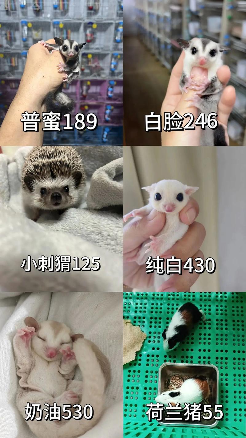 蜜袋鼯在哪里买缩略图