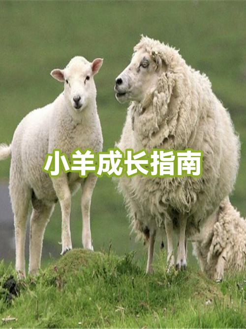 羊羔喂什么饲料长得快缩略图