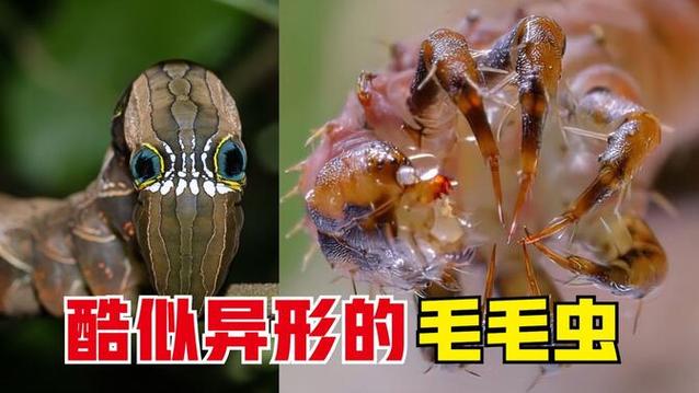 毛毛虫菠萝哔哩哔哩图标