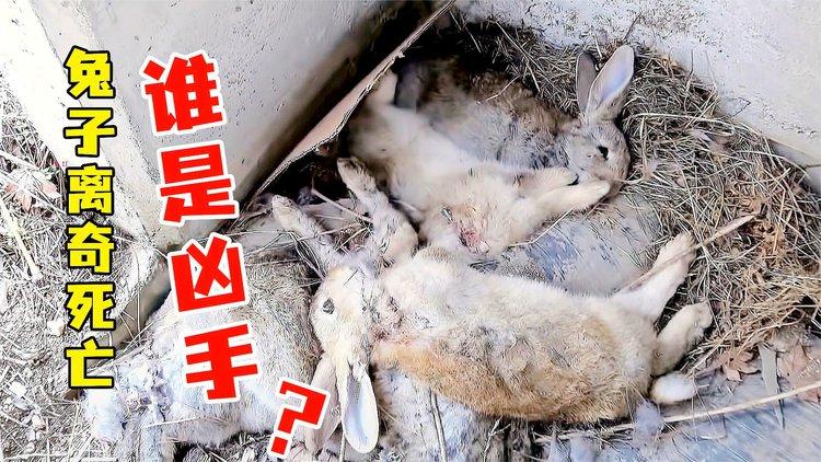 兔子死亡可以吃吗缩略图