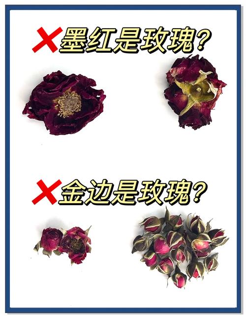 怎么分辨玫瑰和月季缩略图