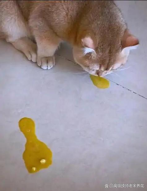 猫咪吐黄水最快的解决办法缩略图