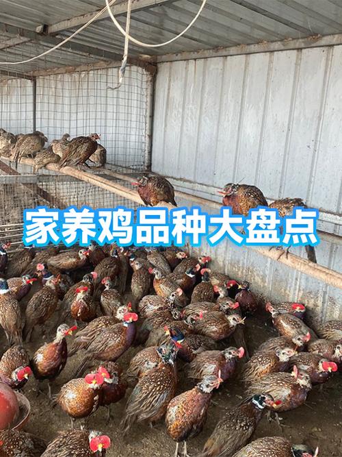 自己家养鸡给鸡吃什么最好缩略图