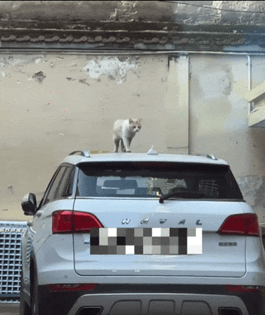 小猫停车 关闭自动缴费缩略图