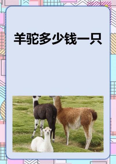 羊驼多少钱一只?在哪可以买到缩略图