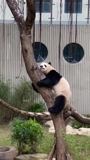 熊猫渝贝为什么不展出