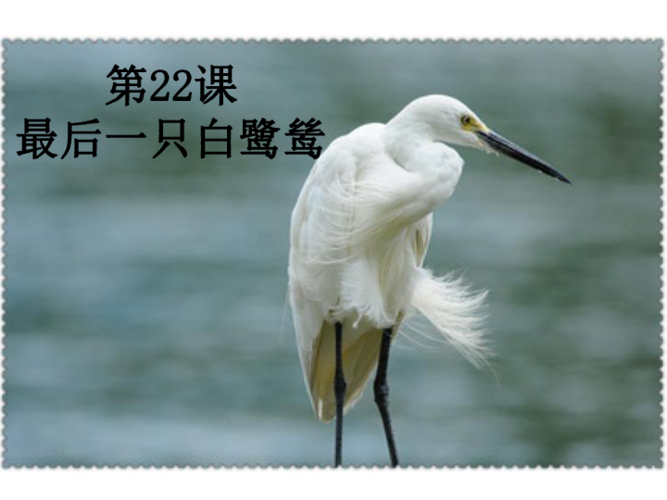 白鹭鹚古诗翻译图标