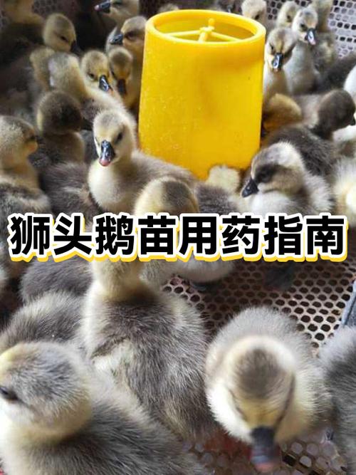 养小鹅吃什么药不生病缩略图