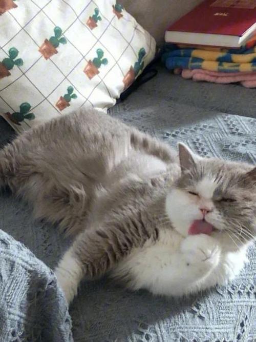 小猫咪不吃东西没精神怎么办缩略图