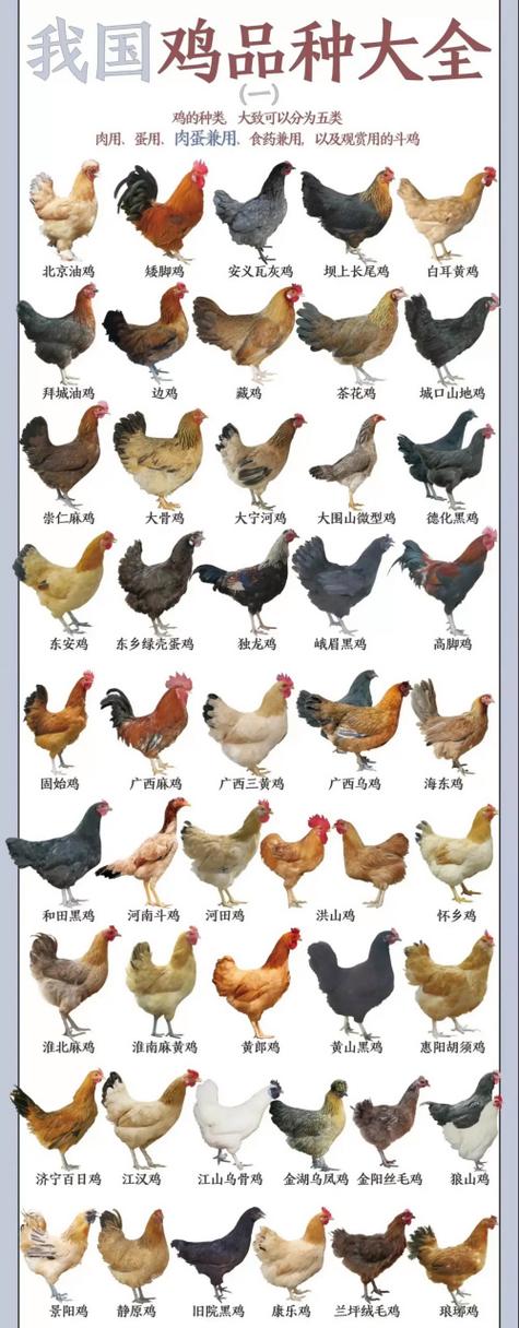 鸡的品种有哪些常见种类缩略图