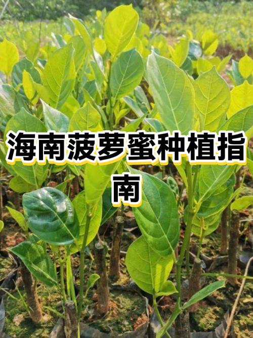 海南菠萝蜜是选长得好还是短的好