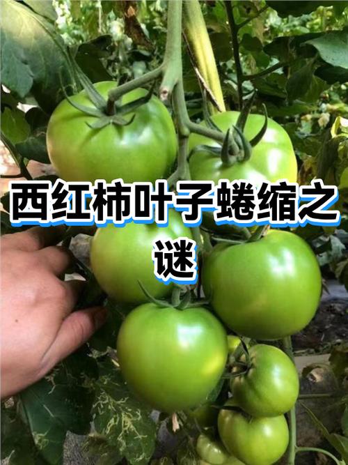 番茄头顶的叶子蜷缩是什么问题缩略图
