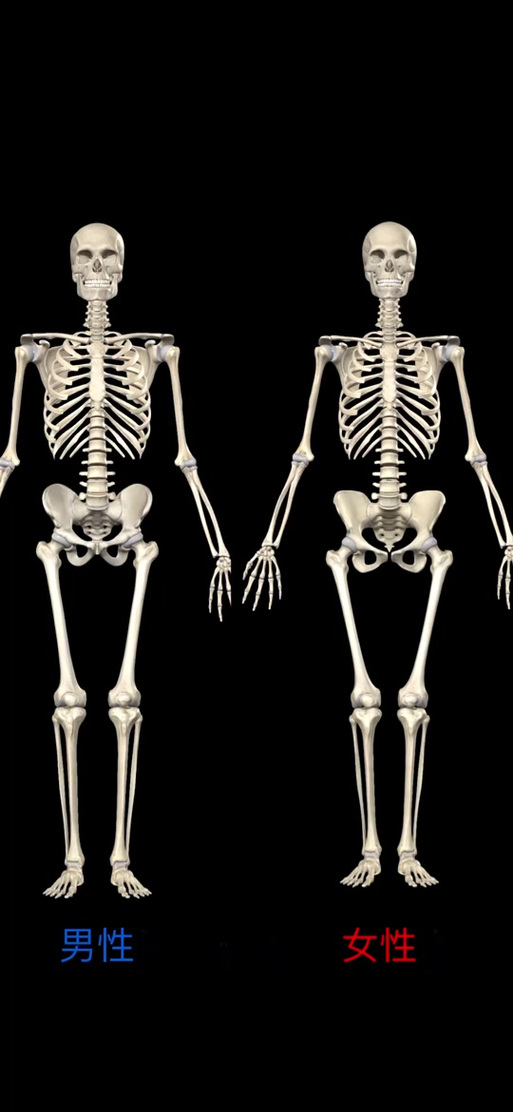 3d人体骨骼模型软件免费下载图标