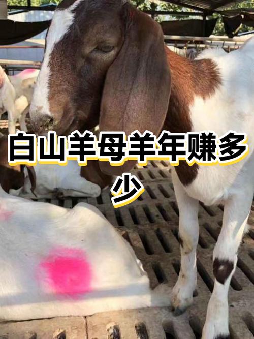 放养羊一只能赚多少钱图标