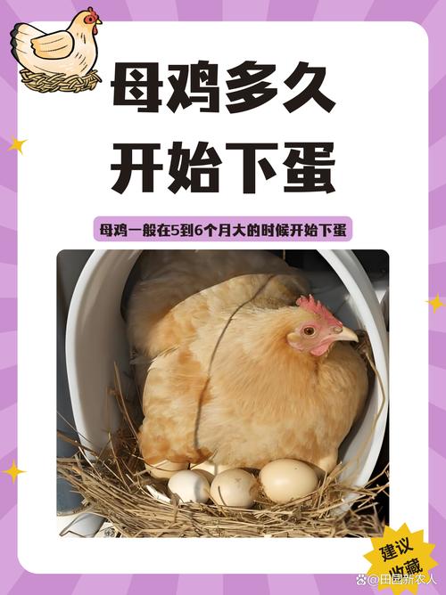 母鸡一般能下几年蛋缩略图