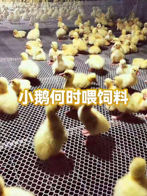 小鹅不吃食,精神不好要吃什么药缩略图