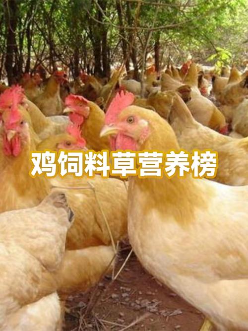 模拟农场19鸡饲料怎么加缩略图