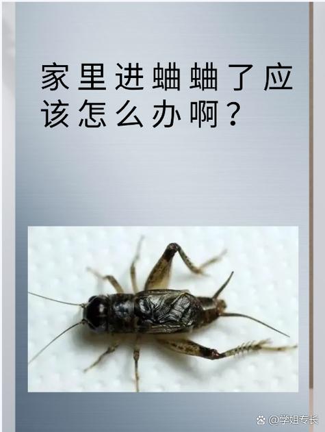家里蛐蛐叫是什么征兆
