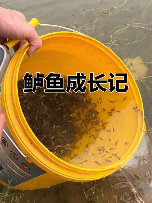 鲈鱼生长速度有多快缩略图
