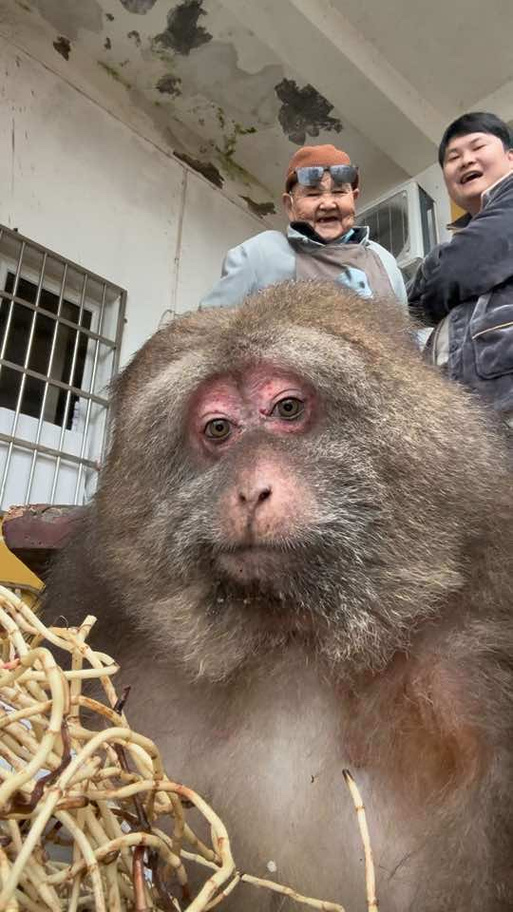抖音网红同款猴子缩略图