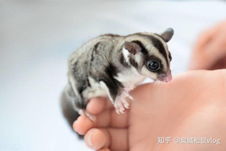 被蜜袋鼯咬了要打针吗缩略图