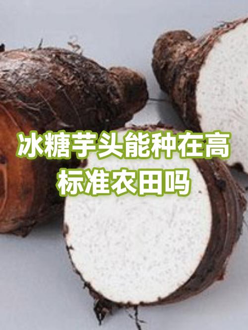 冰糖芋头的家常做法缩略图
