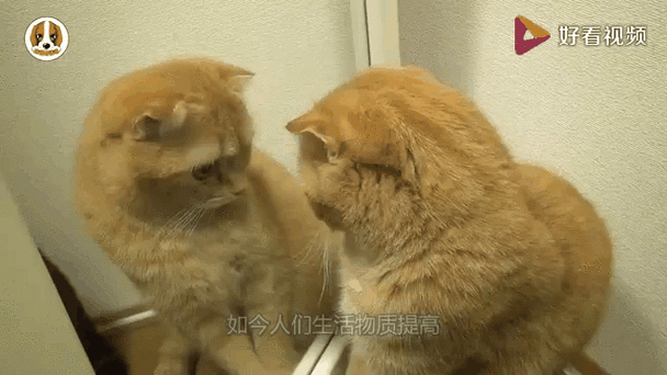 为什么说猫是地狱使者缩略图