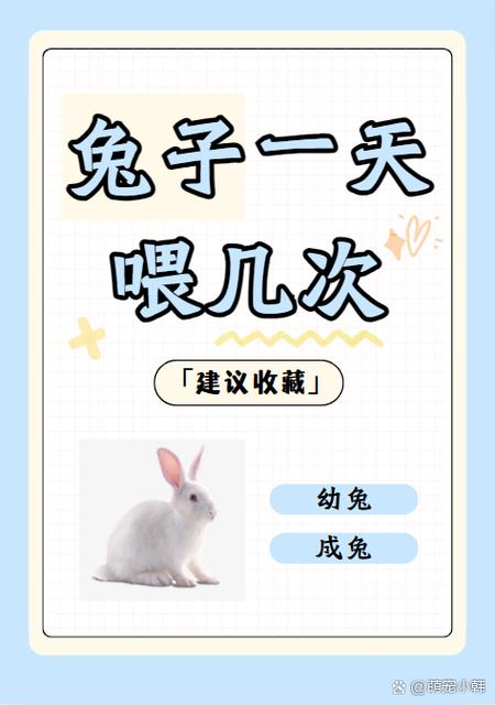 兔子吃啥会死亡快游戏截图