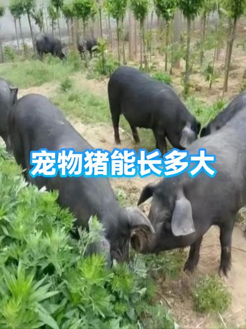 小猪宠物多少钱一只缩略图