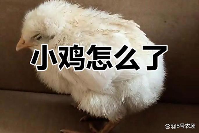 小鸡不吃东西没精神怎么办缩略图