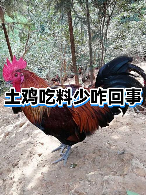 鸡不想吃东西怎么办缩略图