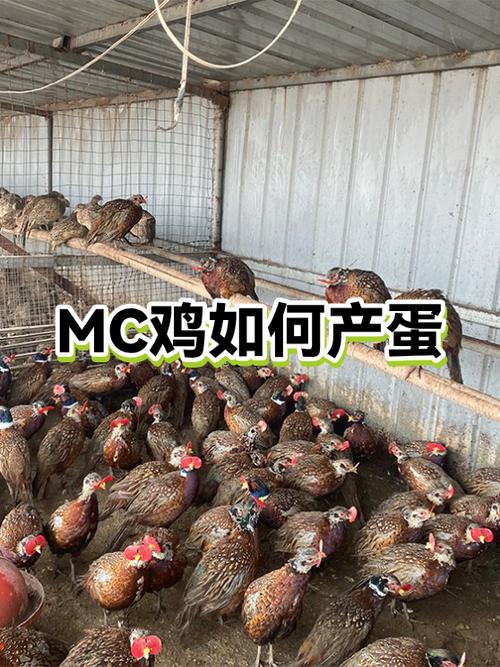 鸡要怎么喂养才容易下蛋缩略图
