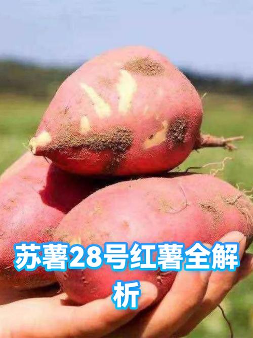 苏28红薯优缺点缩略图