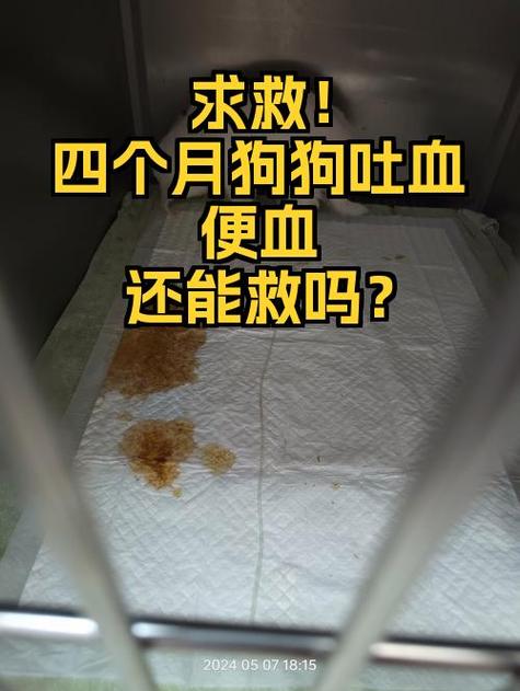 猫咪吃了鸡骨头吐血怎么办游戏截图
