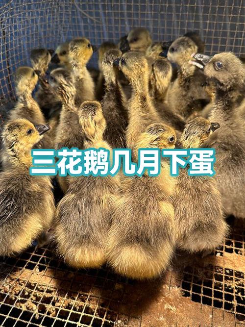 母鹅下几年蛋就淘汰了缩略图