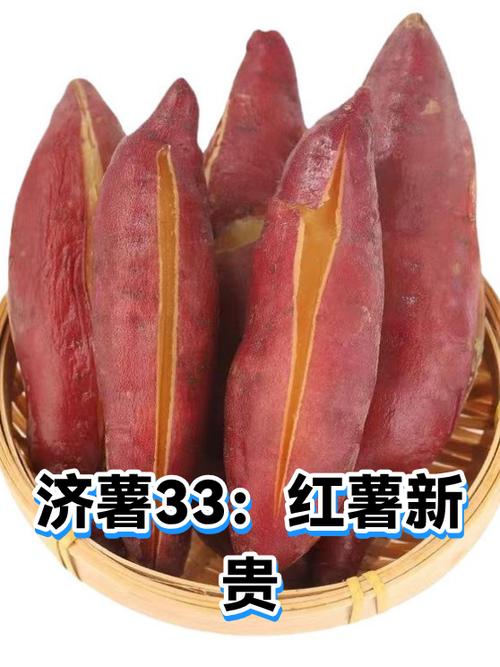 红薯最好三个品种缩略图
