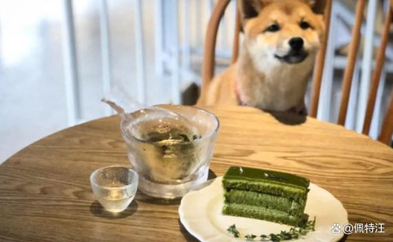 狗不小心吃了抹茶会死吗缩略图
