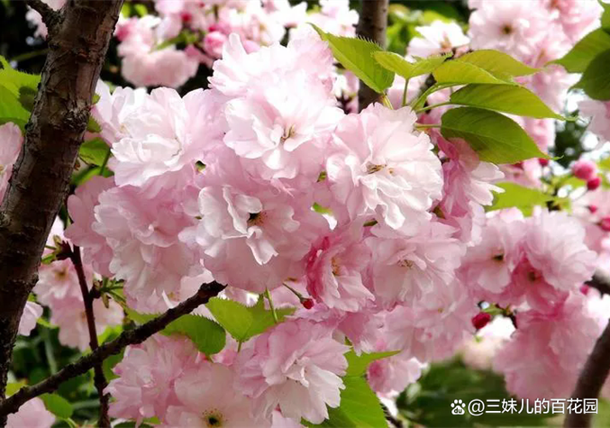 樱花有几种颜色?分别是什么缩略图