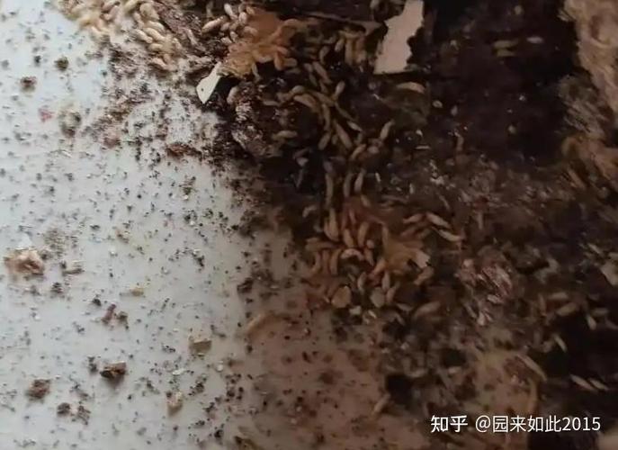 放什么东西可以赶走白蚁缩略图
