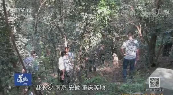 打死一只野鸡能定什么罪缩略图