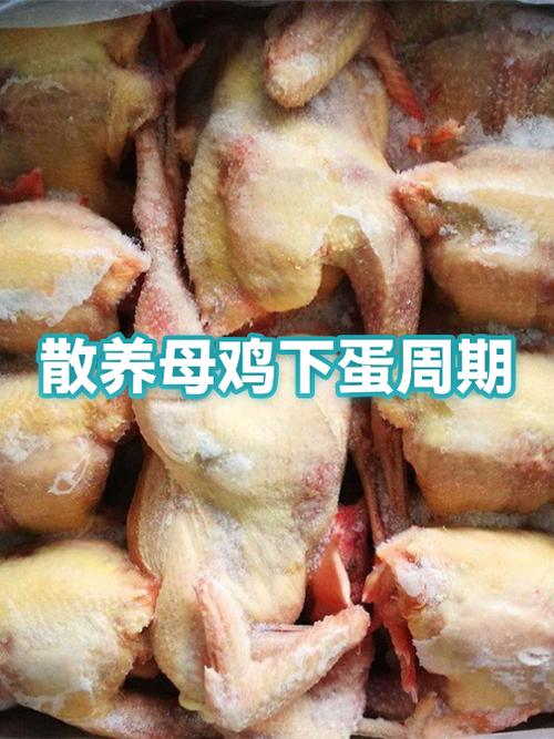 下蛋母鸡几年淘汰一次游戏截图