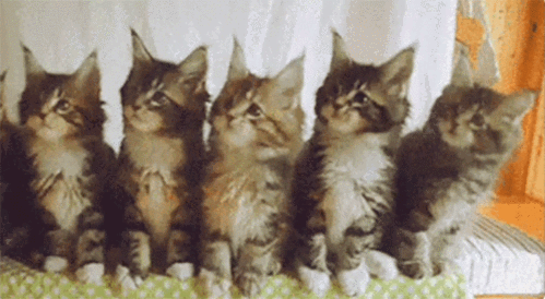 猫摇头表情包gif缩略图