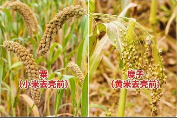 谷子和大米有区别吗缩略图