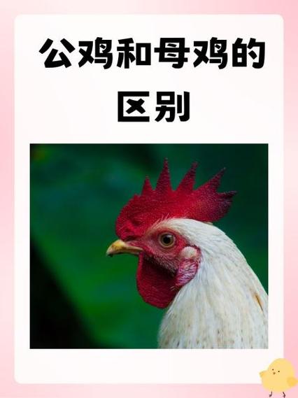 母鸡打鸣的10个征兆缩略图