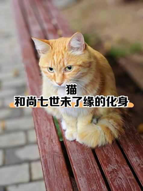 猫的下一世投胎成什么缩略图