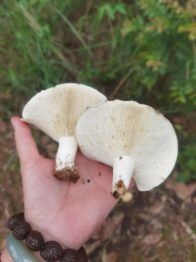白蘑菇开伞了还能吃吗图标