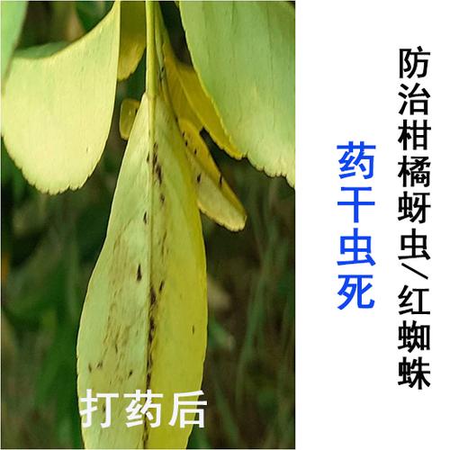 什么药能毒死小虫虫缩略图